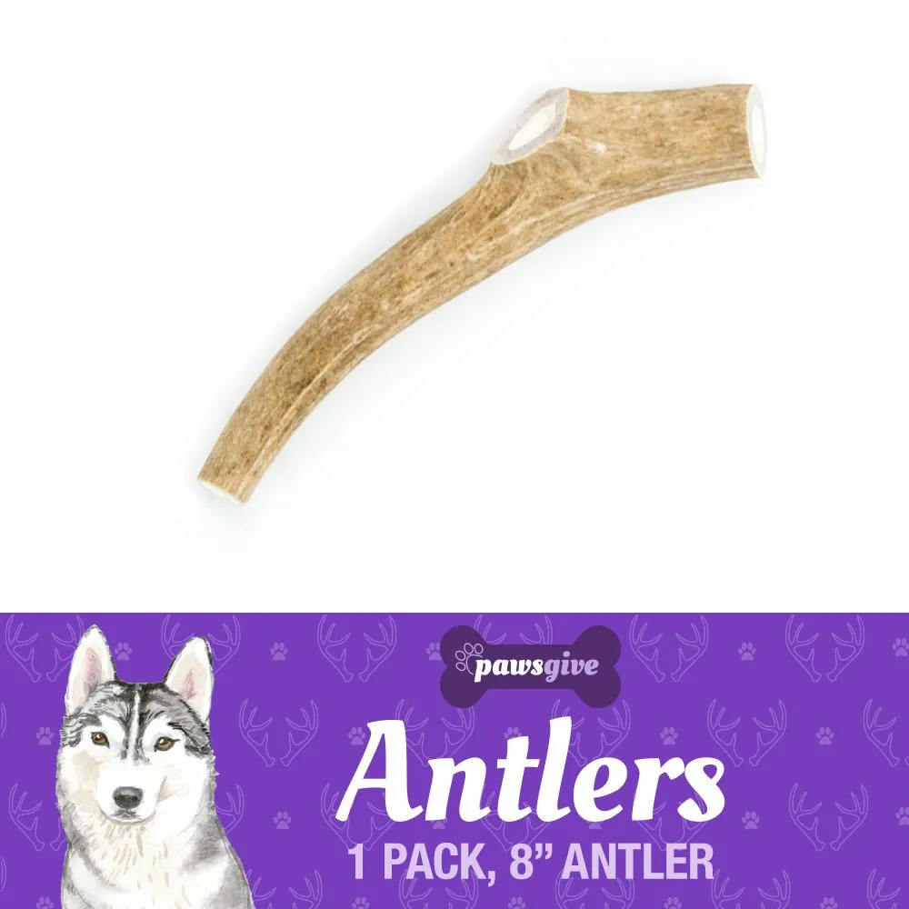 8" Large Naturally Shed Antler Chew for Dogs