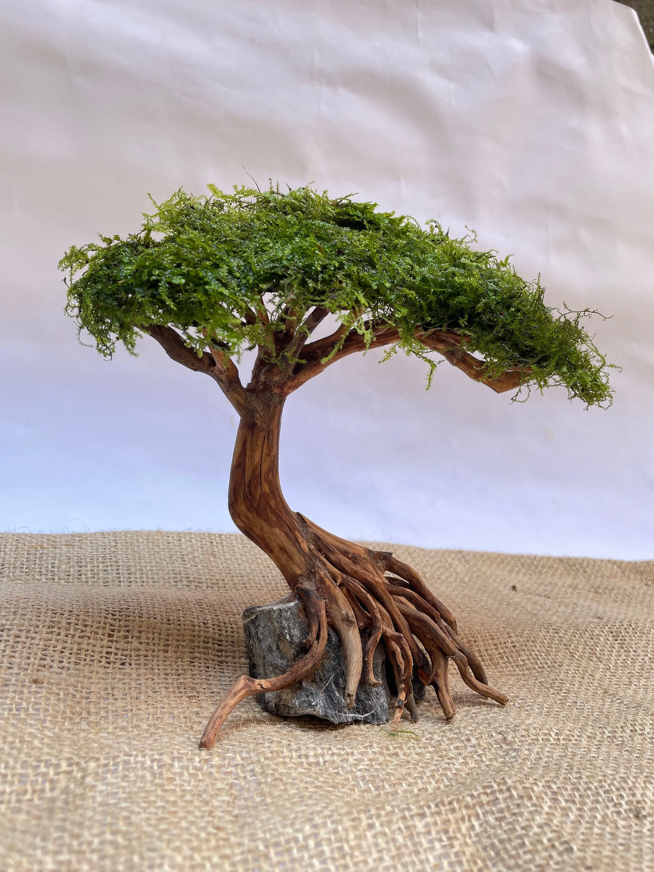 Aquarium Driftwood Moss Bonsai Tree