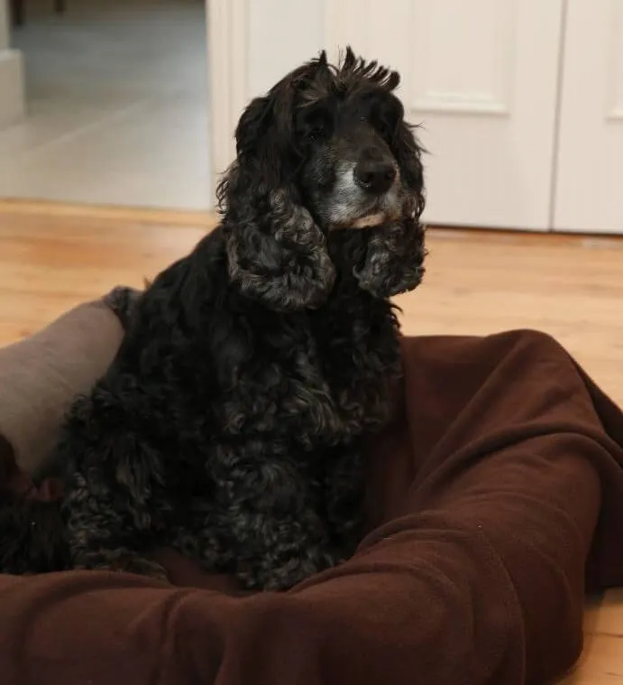 Copper Pet Bed