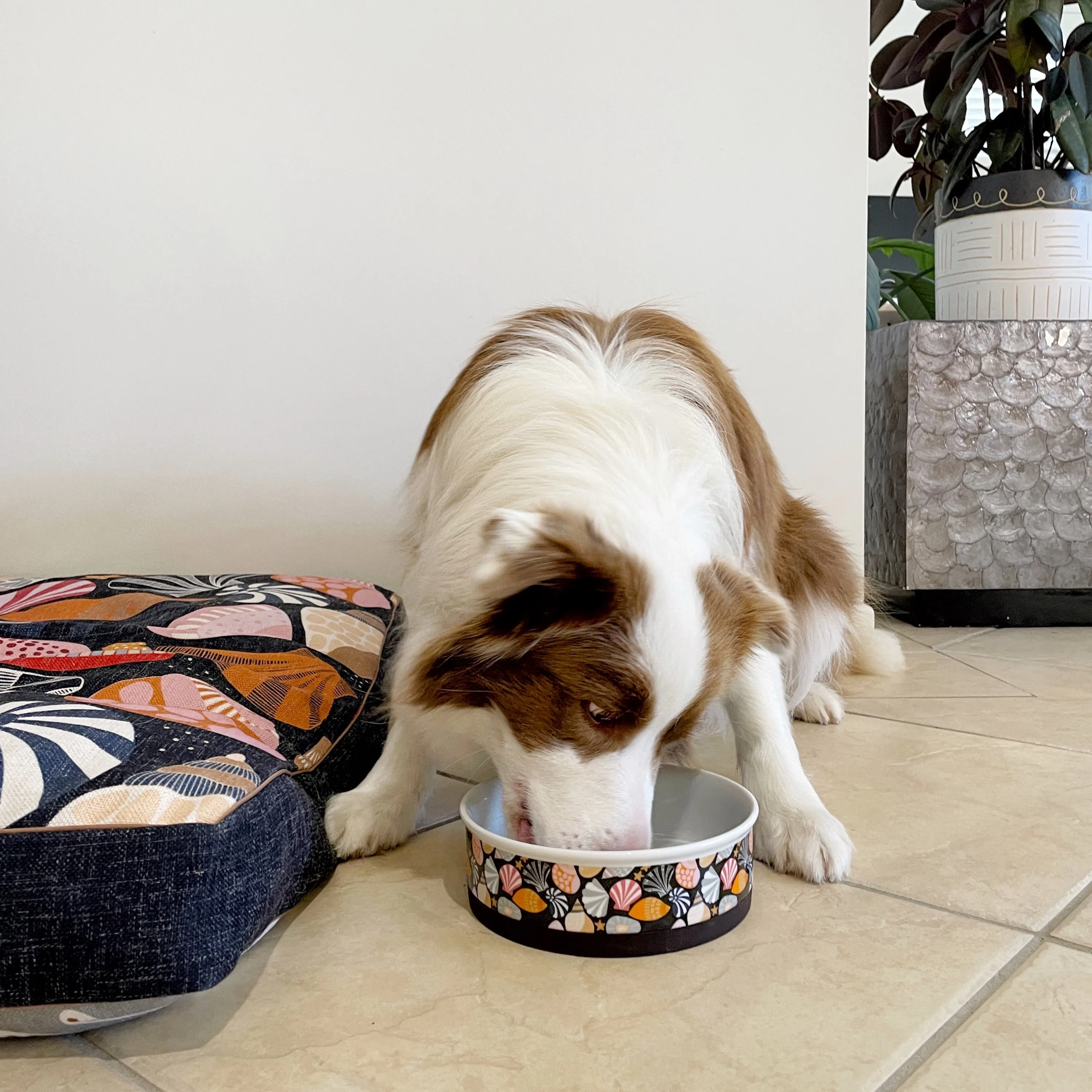 Daydream Shells - Ceramic Dog Bowls