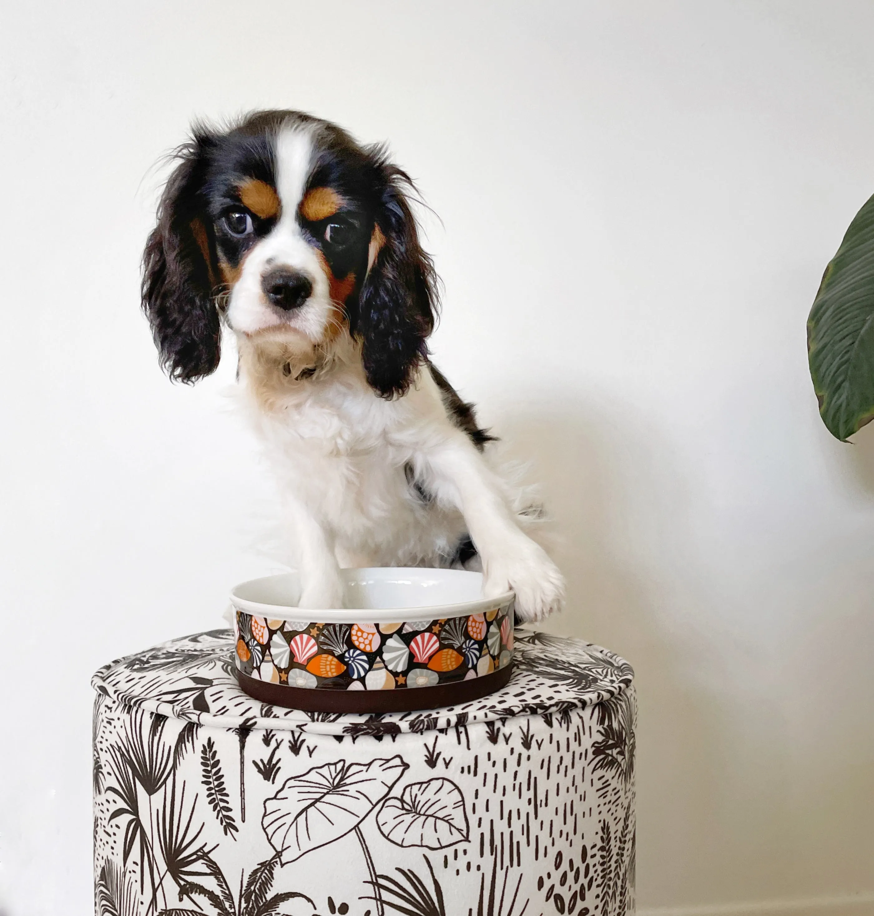 Daydream Shells - Ceramic Dog Bowls