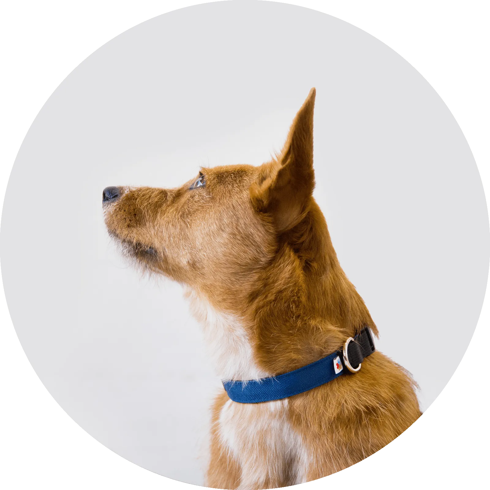 Funston Dog Collar