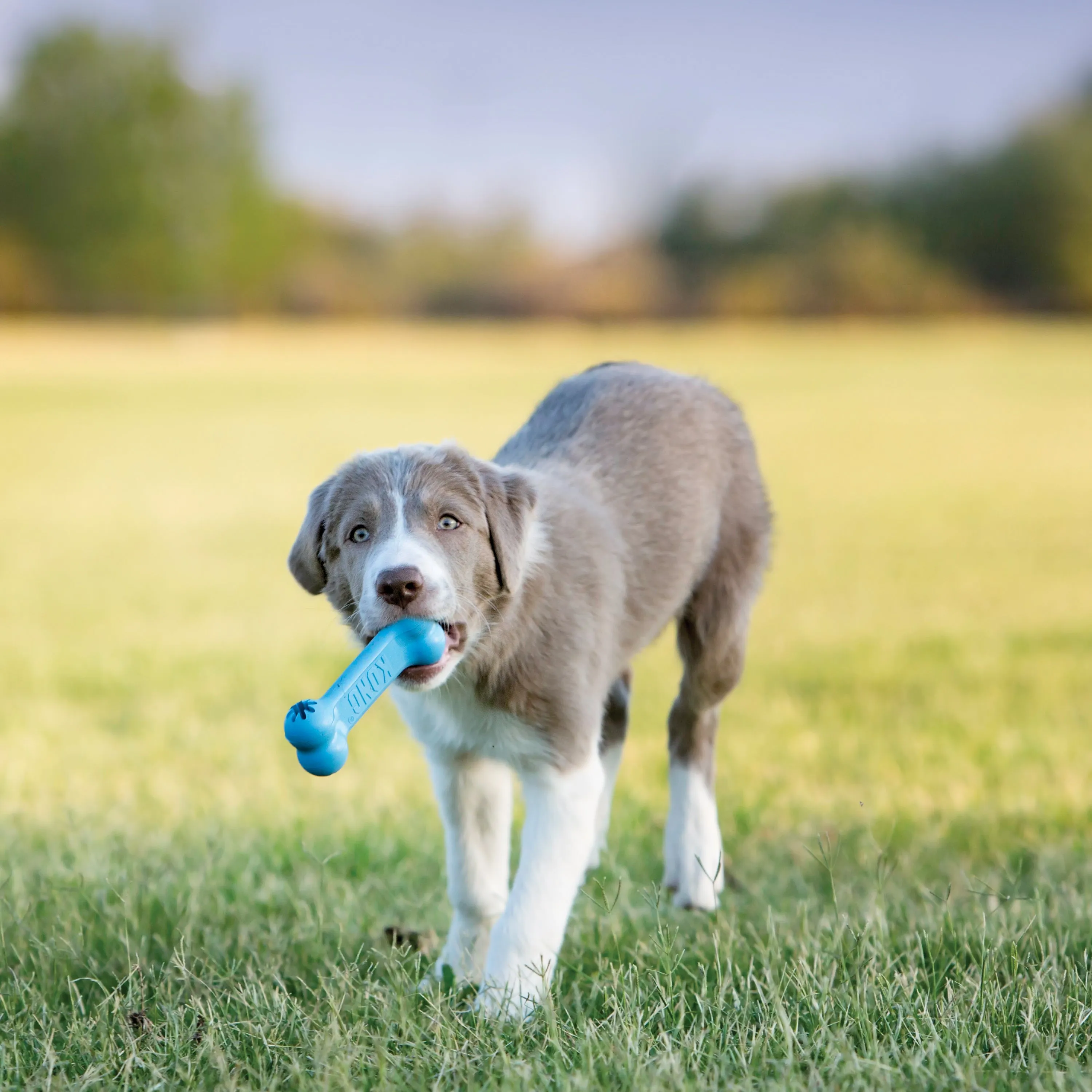 Kong Puppy Goodie Bone Dog Toy Small Assorted