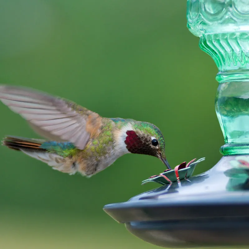 Perky-Pet Hummingbird 10 oz Glass/Metal Nectar Feeder 4 ports