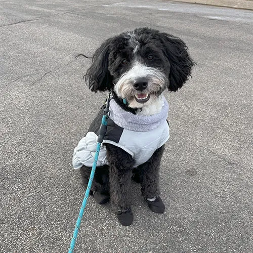 Waterproof Pet Anti-Slip Rain Boots