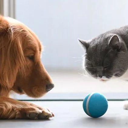 Wickedball Interactive Pet Toy