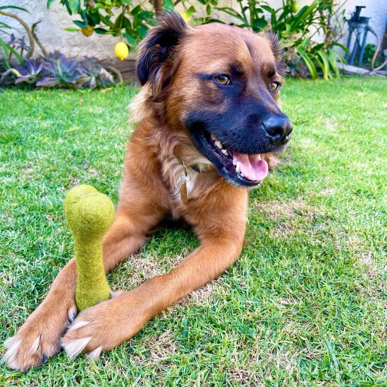 Wool Dog Bone Toy